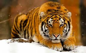 Lions tigers & bears is in san diego, california. Tigre Des Neiges Wallpaper Animals Wallpaper Better