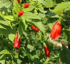 We did not find results for: Texas Mallow Calloway S Nursery