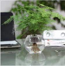 20 Bag Asparagus Fern Seeds Indoor Potted Bamboo Plants Hydroponics Plants Clean Air Evergreen Free Shipping In Asparagus Fern Small Cactus Plants Plants