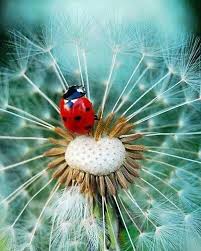 Fabriquer Une Maison A Coccinelles Lieveheersbeestje Natuurfoto S Lieveheersbeestjes
