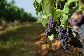 .con notas vegetales, de madera, ahumadas y toques de frutos rojos. Quinta Da Fonte Souto Fells