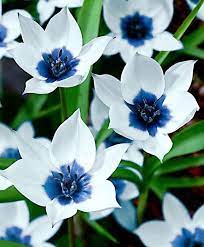 Shop 1000+ flowering plant for home & garden. Pin On Flowers Stones And Colors