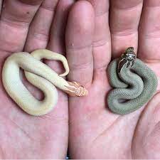 Pin By Matt Huber On Tierbilder Baby Snakes Hognose Snake Western Hognose Snake