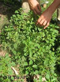 Image result for Acalypha brachystachya