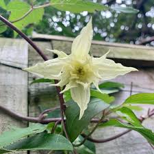 Maybe you would like to learn more about one of these? Clematis Chiisanensis Amber Clematis Amber Uploaded By Suerichards