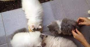 Kucing anggora campuran persia selanjutnya ada kucing anggora berjenis campuran persia. Jual Kucing Persia Bulu Bagus 4 Ekor Jambi Palembang Hewan Indonesia Dan Jual Beli