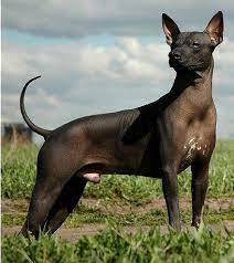 a list of animals that start with x this large collection of animals starting with x contains the meaning and xoloitzcuintli hairless dog westminster dog show