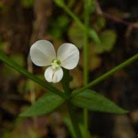Image result for Canscora diffusa