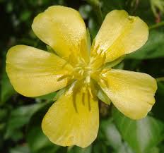 Image result for Eriolaena rulkensii