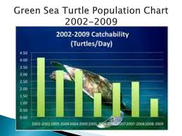 ppt the green sea turtle powerpoint presentation free