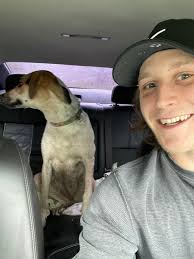 Pregnant or nursing dog seen in Greenwood area