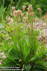 Image result for Plantago
