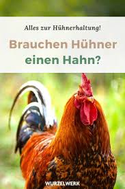 Huhnerhaltung Im Garten Rassen Stall Auslauf Co Wurzelwerk In 2020 Huhnerhaltung Im Garten Huhner Haltung Huhner Im Garten
