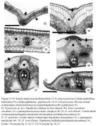 Image result for Hypolytrum goetghebeur