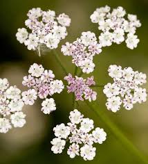 Image result for Torilis