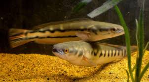 Red Snakehead Channa Micropeltes Species Profile Aquariumdomain Com