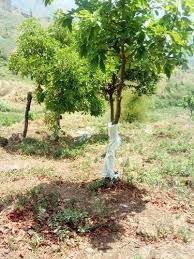 Check spelling or type a new query. 10000 Sqft Farm Lands Kodai With Butter Fruit Plantation Registration Dhanush Agro Farms At Rs 41 Square Feet Tiruchirappalli Id 20778931655