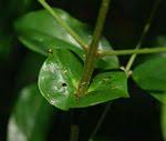 Image result for Cremaspora triflora