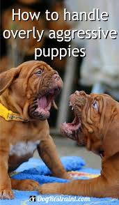 How to know if you have an aggressive puppy. How To Stop Aggressive Behavior In Puppies Dog Restraint Aggressive Dog Dog Behavior Training Dog Behavior