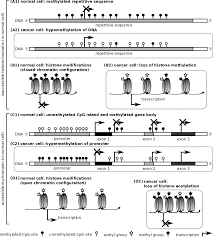 cancer epigenetics wikipedia