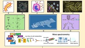 Check spelling or type a new query. Frontiers Single Cell Metabolomics A Future Tool To Unmask Cellular Heterogeneity And Virus Host Interaction In Context Of Emerging Viral Diseases Microbiology