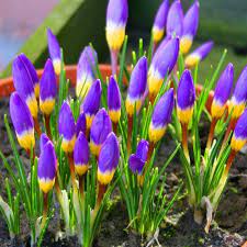 Crocus Siebiri Tricolor 20 Flower Bulbs Bulb Flowers Early Spring Flowers Saffron Flower