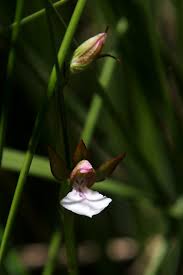 Image result for Neobolusia