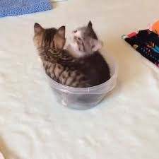 Es Macht So Viel Spass Sie Zu Sehen Cats Cute Funny Animals Cute Baby Animals Cute Animals