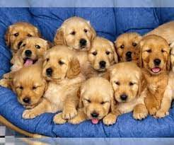 Jul 16, 2021 · the cost to buy a golden retriever varies greatly and depends on many factors such as the breeders' location, reputation, litter size, lineage of the puppy, breed popularity (supply and demand), training, socialization efforts, breed lines and much more. Puppyfinder Com Golden Retriever Puppies Puppies For Sale Near Me In Nebraska Usa Page 1 Displays 10