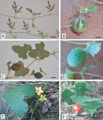 Image result for Cucumis humifructus