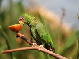 All our babies are very well socialized, tame and sweet. White Fronted Amazon Wikipedia