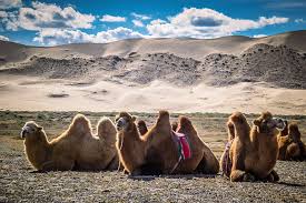 Photograph by joel sartore, national geographic photo ark. A Day In The Life Of A Gobi Desert Nomad Before Travel Before Travel