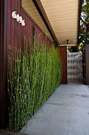 It will spread even under dry conditions. 17 Best Horsetail Reed Ideas Horsetail Reed Outdoor Gardens Garden Design