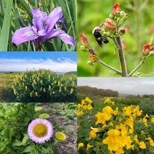 The half moon bay coastside is a rural seaside community about 30 miles (45 km) south of san francisco. Wildflowers And Plant Communities Of Half Moon Bay And The San Mateo Coast Virtual Workshops Coastside Land Trust