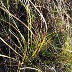 Image result for Trachypogon spicatus