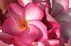 Sealike 100 pcs diameter 2.4 inch artificial plumeria rubra hawaiian flower petals for wedding party decoration with stylus white. Plumeria Flowers In Hawaii Continue To Enchant Hawaii Com