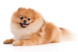 what is the best dog food for a pomeranian