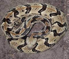 The Timber Rattlesnake Crotalus Horridus Is Venomous Another Nickname For It Is The Canebrake Rattlesnake Snake Venom Snake Rattlesnake