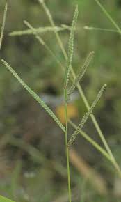 Image result for Paspalum scrobiculatum