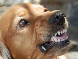 Maybe you would like to learn more about one of these? How To Make Your Dog Howl On Command