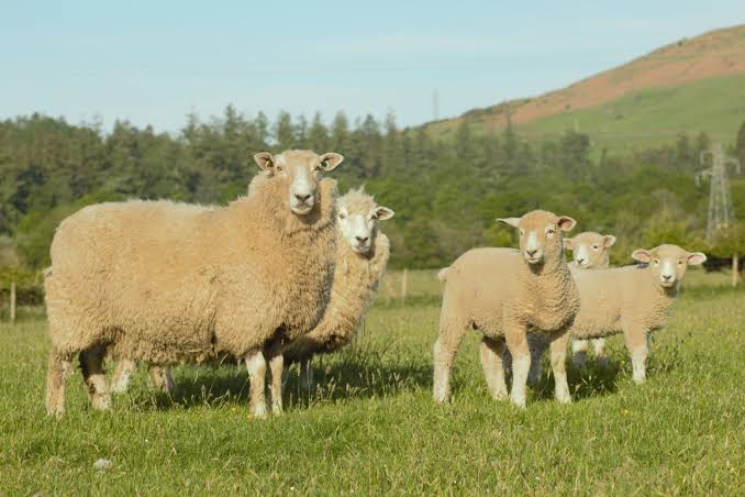 The Farming Year - Viewfield Romneys