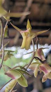 Image result for Orthochilus walleri