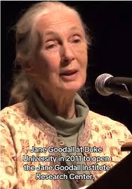 Remembering Jane Goodall: A Legacy of Conservation