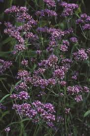 Image result for Verbena × teasii
