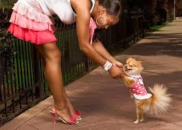 Maybe you would like to learn more about one of these? Let Summer Be The Cure To Rising Pet Obesity Lucky Lady