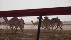 The last races are usually in april. Camel Rider Stock Video Footage 4k And Hd Video Clips Shutterstock