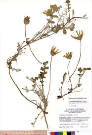 Image result for Arctotheca