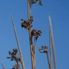 Image result for Juncaceae