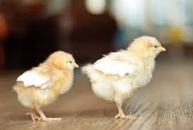 Mountainside stables has options for you to choose from to make your party the best it can be. See Baby Animals At Petting Zoos And Family Farms In Nj Mommypoppins Things To Do In New Jersey With Kids