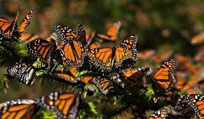 Pin De Ssor En Vader And More Sw Mariposa Monarca Danaus Plexippus Monarcas